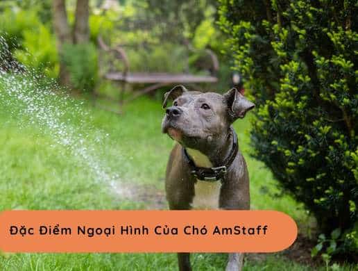Chó American Staffordshire Terrier | Họ Hàng Xa Nhà Pit Bull Nhưng Thân Thiện Và Dễ Gần