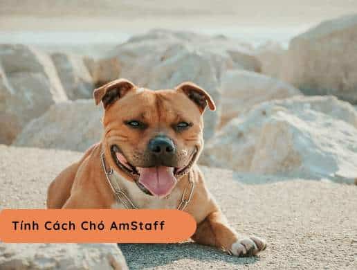Chó American Staffordshire Terrier | Họ Hàng Xa Nhà Pit Bull Nhưng Thân Thiện Và Dễ Gần