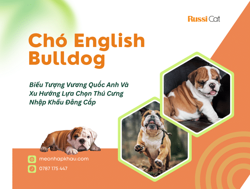 Chó English Bulldog (bull Anh): Biểu Tượng Vương Quốc Anh