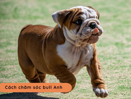 Chó English Bulldog (bull Anh): Biểu Tượng Vương Quốc Anh