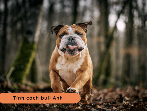 Chó English Bulldog (bull Anh): Biểu Tượng Vương Quốc Anh