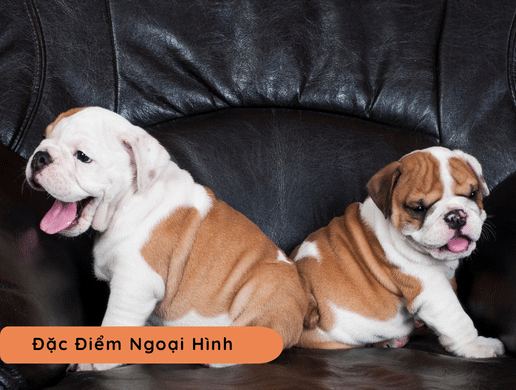 Chó English Bulldog (bull Anh): Biểu Tượng Vương Quốc Anh