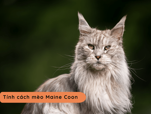 Mèo Maine Coon: Gã Khổng Lồ Đến Từ Nước Nga – Đỉnh Cao Thú Cưng Nhập Khẩu