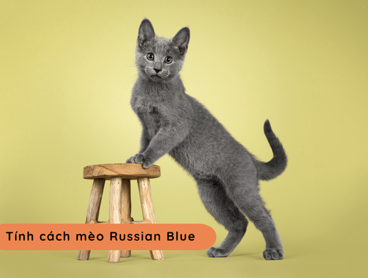 Mèo Russian Blue: Huyền Thoại Mắt Ngọc Lông Khói Từ Hoàng Gia Nga