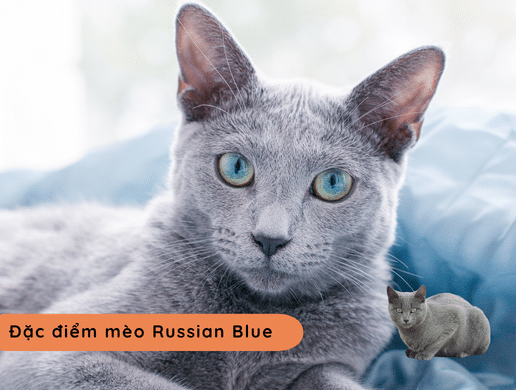Mèo Russian Blue: Huyền Thoại Mắt Ngọc Lông Khói Từ Hoàng Gia Nga