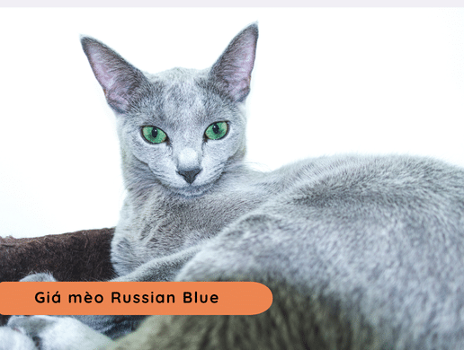 Mèo Russian Blue: Huyền Thoại Mắt Ngọc Lông Khói Từ Hoàng Gia Nga