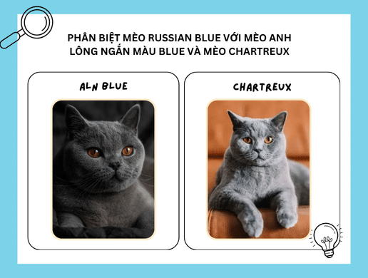 Mèo Russian Blue: Huyền Thoại Mắt Ngọc Lông Khói Từ Hoàng Gia Nga