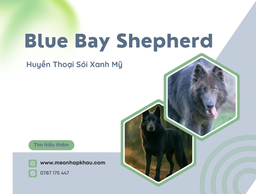 Chó Blue Bay Shepherd: Huyền Thoại Sói Xanh Mỹ 
