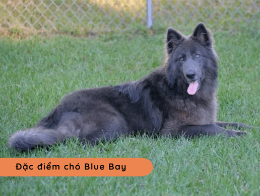 Chó Blue Bay Shepherd: Huyền Thoại Sói Xanh Mỹ 