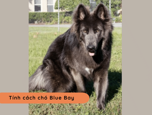 Chó Blue Bay Shepherd: Huyền Thoại Sói Xanh Mỹ 