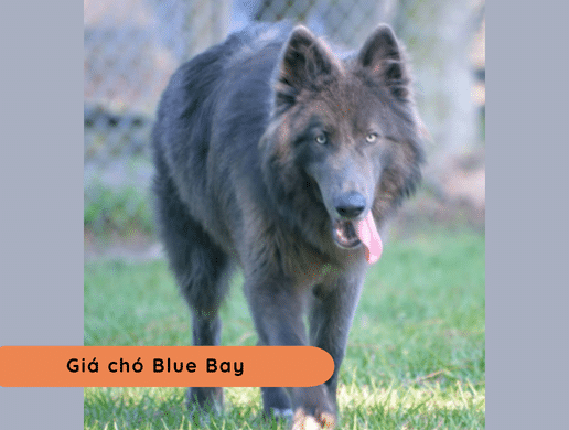Chó Blue Bay Shepherd: Huyền Thoại Sói Xanh Mỹ 