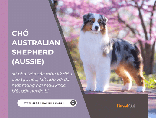 Chó Australian Shepherd (aussie): Phù Thủy Sắc Màu Thông Minh