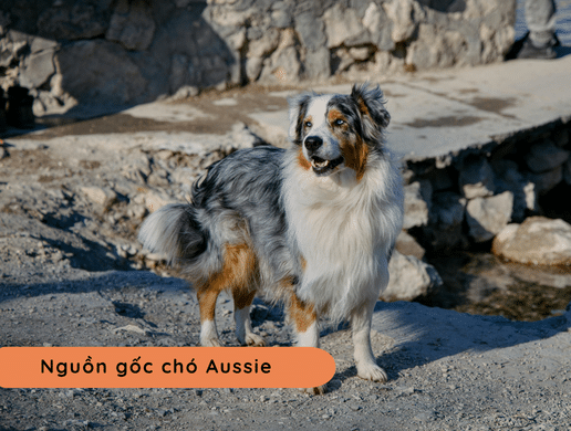 Chó Australian Shepherd (aussie): Phù Thủy Sắc Màu Thông Minh