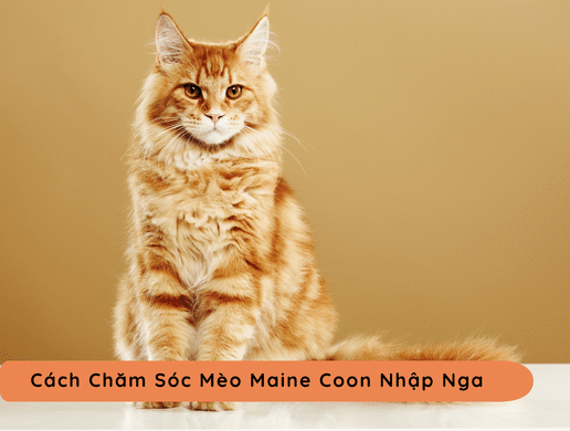 Mèo Maine Coon: Gã Khổng Lồ Đến Từ Nước Nga – Đỉnh Cao Thú Cưng Nhập Khẩu