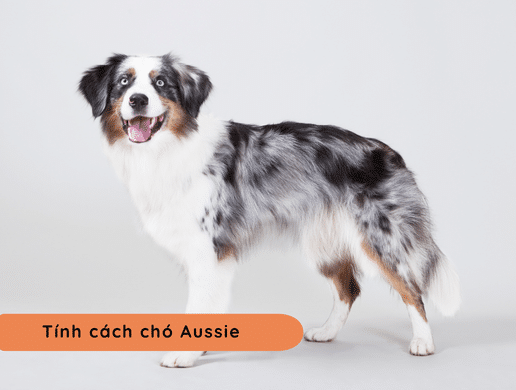 Chó Australian Shepherd (aussie): Phù Thủy Sắc Màu Thông Minh