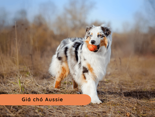 Chó Australian Shepherd (aussie): Phù Thủy Sắc Màu Thông Minh