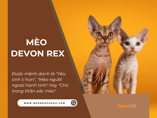 Mèo Devon Rex: "yêu Tinh Tí Hon" Thông Minh Và Độc Lạ