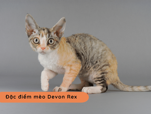 Mèo Devon Rex: "yêu Tinh Tí Hon" Thông Minh Và Độc Lạ