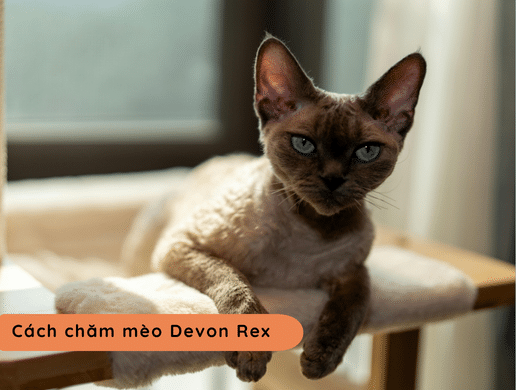 Mèo Devon Rex: "yêu Tinh Tí Hon" Thông Minh Và Độc Lạ