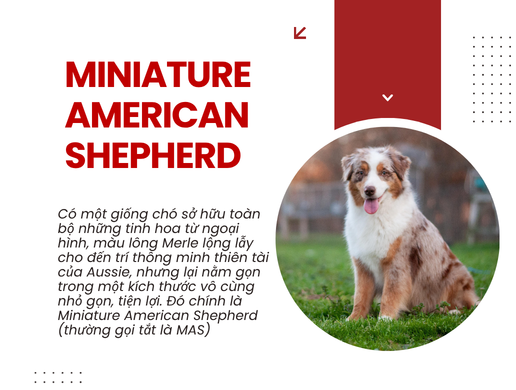 Chó Miniature American Shepherd: "aussie Thu Nhỏ" Đầy Bản Lĩnh Mà Đáng Yêu