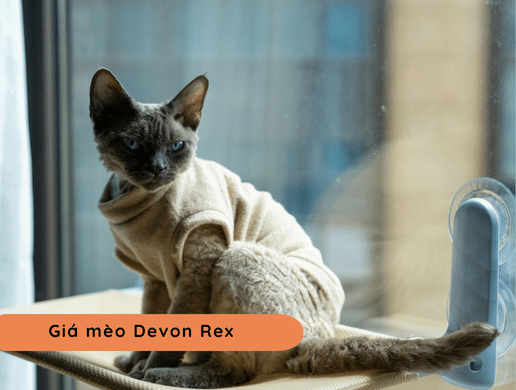 Mèo Devon Rex: "yêu Tinh Tí Hon" Thông Minh Và Độc Lạ