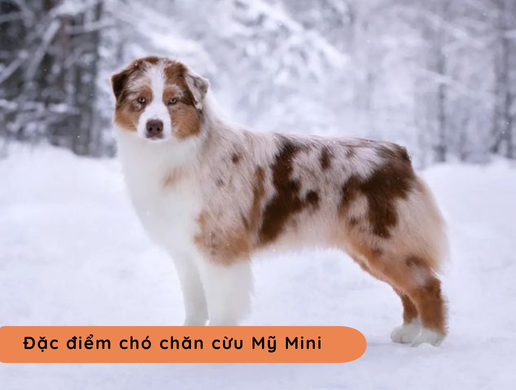 Chó Miniature American Shepherd: "aussie Thu Nhỏ" Đầy Bản Lĩnh Mà Đáng Yêu