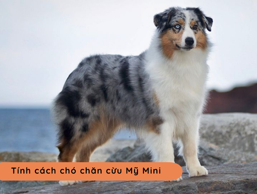 Chó Miniature American Shepherd: "aussie Thu Nhỏ" Đầy Bản Lĩnh Mà Đáng Yêu