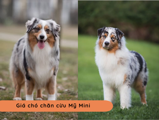 Chó Miniature American Shepherd: "aussie Thu Nhỏ" Đầy Bản Lĩnh Mà Đáng Yêu