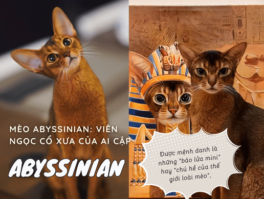 Mèo Abyssinian: Viên Ngọc Cổ Xưa Của Ai Cập