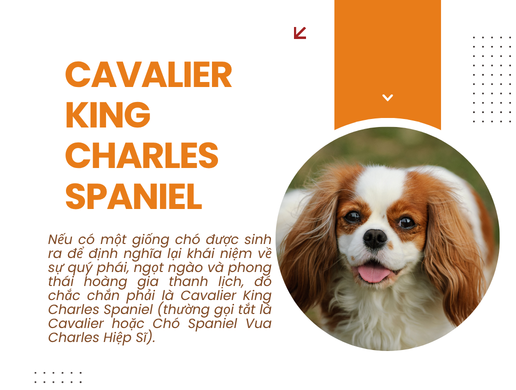 Chó Cavalier King Charles Spaniel: Biểu Tượng Quý Tộc Hoàng Gia Anh