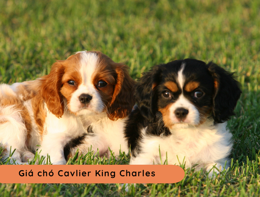 Chó Cavalier King Charles Spaniel: Biểu Tượng Quý Tộc Hoàng Gia Anh