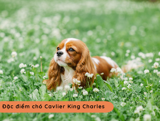 Chó Cavalier King Charles Spaniel: Biểu Tượng Quý Tộc Hoàng Gia Anh