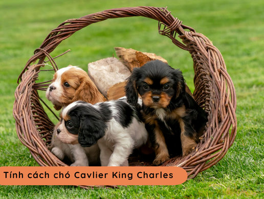 Chó Cavalier King Charles Spaniel: Biểu Tượng Quý Tộc Hoàng Gia Anh