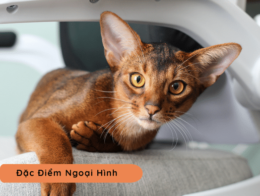 Mèo Abyssinian: Viên Ngọc Cổ Xưa Của Ai Cập