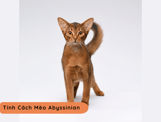 Mèo Abyssinian: Viên Ngọc Cổ Xưa Của Ai Cập