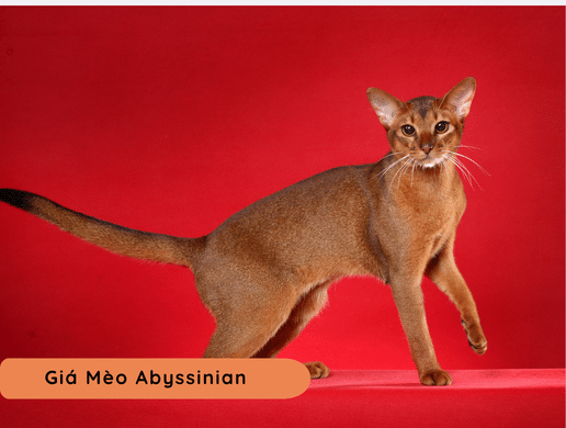 Mèo Abyssinian: Viên Ngọc Cổ Xưa Của Ai Cập