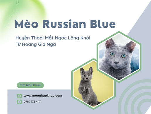 Mèo Russian Blue: Huyền Thoại Mắt Ngọc Lông Khói Từ Hoàng Gia Nga