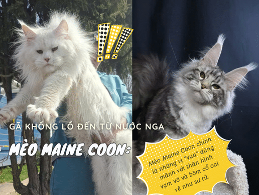 Mèo Maine Coon: Gã Khổng Lồ Đến Từ Nước Nga – Đỉnh Cao Thú Cưng Nhập Khẩu
