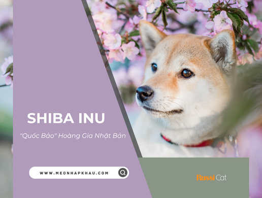 Chó Shiba Inu: "quốc Bảo" Hoàng Gia Nhật Bản