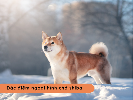 Chó Shiba Inu: "quốc Bảo" Hoàng Gia Nhật Bản