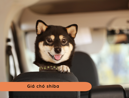 Chó Shiba Inu: "quốc Bảo" Hoàng Gia Nhật Bản