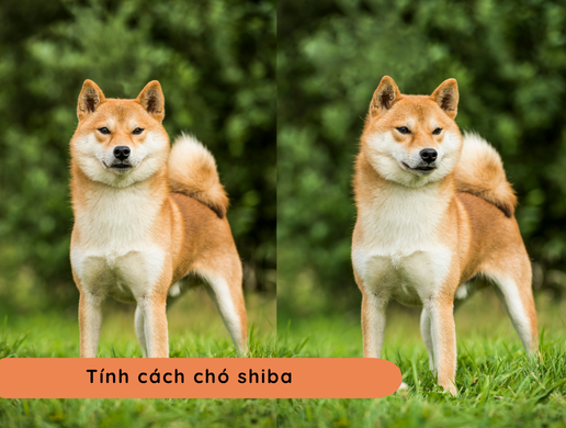 Chó Shiba Inu: "quốc Bảo" Hoàng Gia Nhật Bản