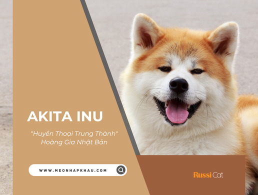 Chó Akita Inu: "huyền Thoại Trung Thành" Hoàng Gia Nhật Bản