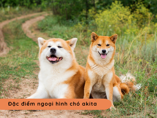 Chó Akita Inu: "huyền Thoại Trung Thành" Hoàng Gia Nhật Bản