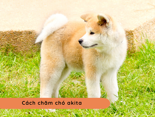 Chó Akita Inu: "huyền Thoại Trung Thành" Hoàng Gia Nhật Bản
