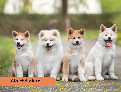 Chó Akita Inu: "huyền Thoại Trung Thành" Hoàng Gia Nhật Bản