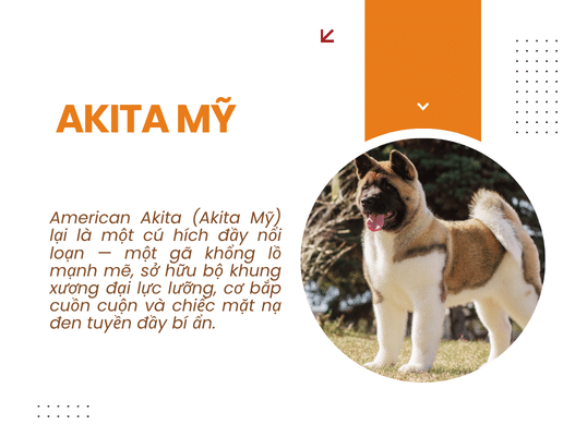 Chó American Akita: "gã Khổng Lồ" Cơ Bắp Nước Mỹ