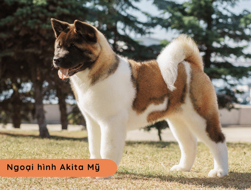 Chó American Akita: "gã Khổng Lồ" Cơ Bắp Nước Mỹ