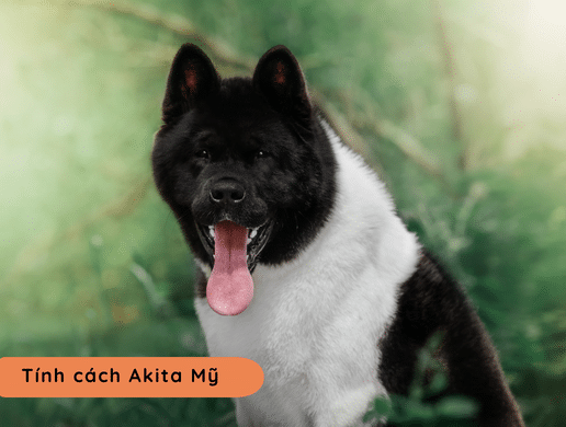 Chó American Akita: "gã Khổng Lồ" Cơ Bắp Nước Mỹ