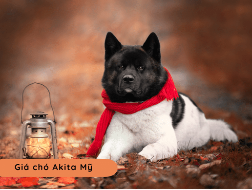 Chó American Akita: "gã Khổng Lồ" Cơ Bắp Nước Mỹ